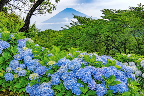 岩本山公園のあじさい見頃に！