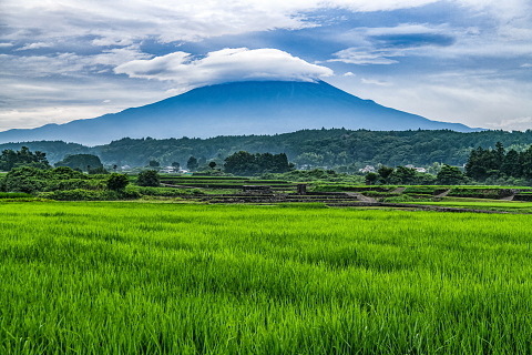 里山の青田からの笠富士