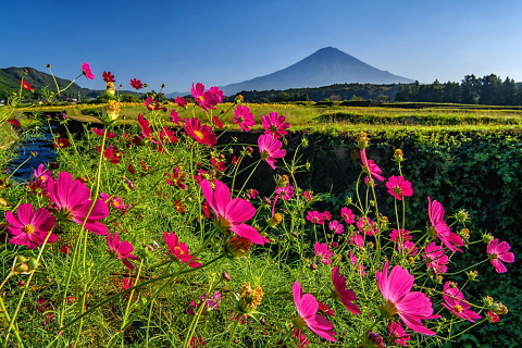 里山に咲くコスモスと富士山