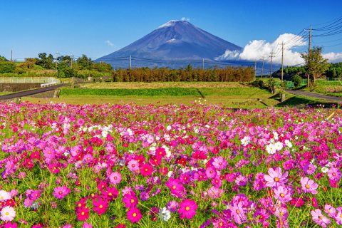 裾野高原のコスモスと富士山