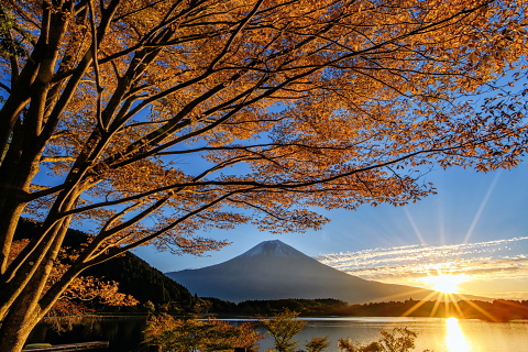 色付く湖畔の木々と富士山