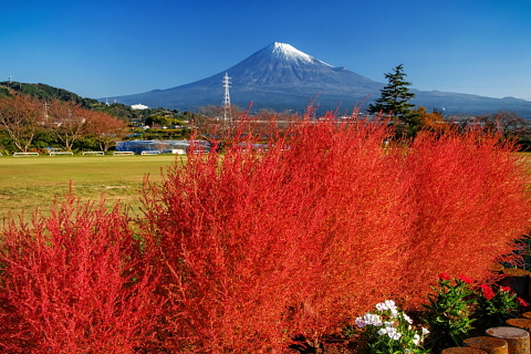 雁堤のコキアと富士山