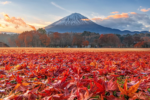 もみじ落ち葉越しの富士山