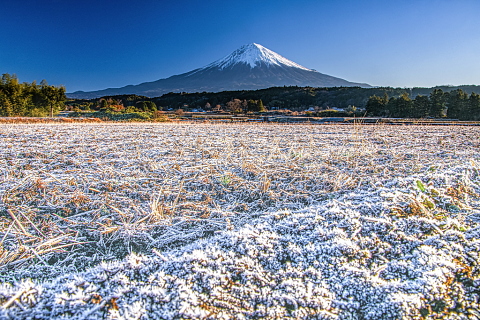 霜で白くなった田園と富士山