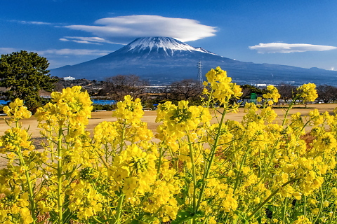咲き誇る菜の花と巨大笠富士
