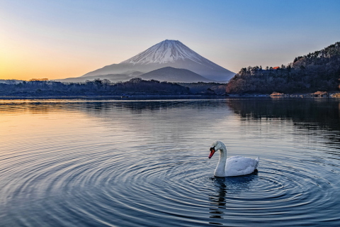 白鳥の湖
