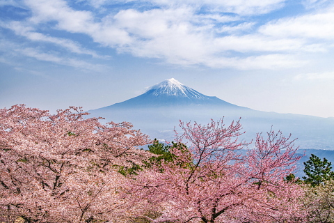 咲き誇る山桜と春霞に浮かぶ富士