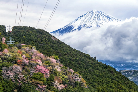 雨上がりの富士と山肌の桜