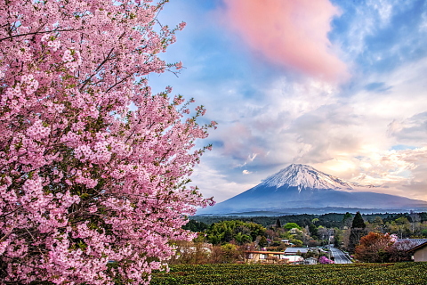 山里に咲く桜と富士山