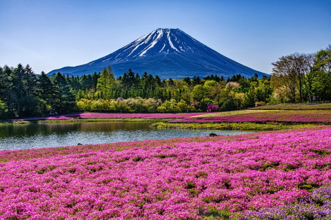 咲き誇る芝桜と富士山