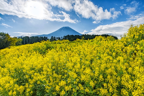 高原のキカラシと富士山