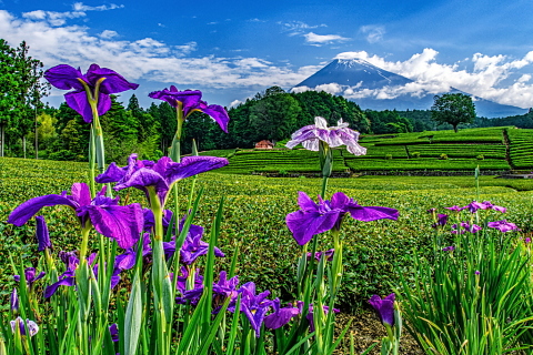 大淵笹場の花菖蒲