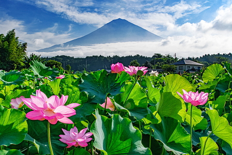 咲き誇る蓮越しの富士山