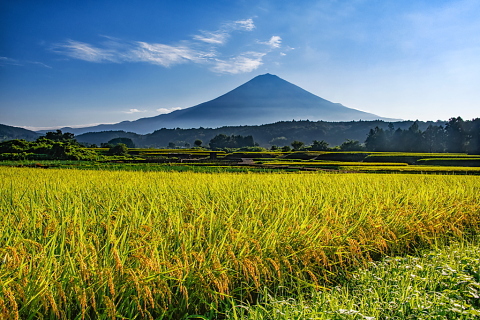 色付く稲穂と富士山