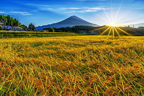 光り輝く秋の田園と富士