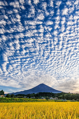 美しき鱗雲！