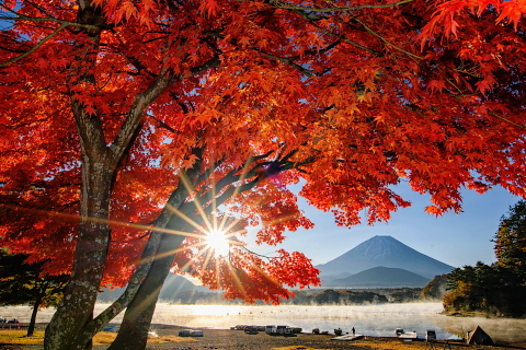 精進湖畔の紅葉越しの富士山