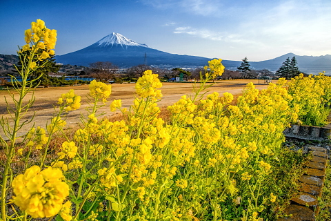 咲き誇る雁堤の菜の花と富士