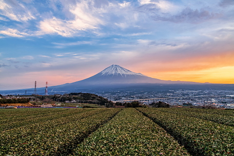 丘の茶畑からの早朝風景
