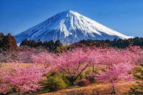 山里の河津桜越しの富士山
