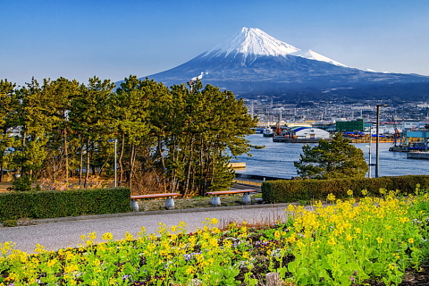 菜の花咲くみなと公園からの富士山