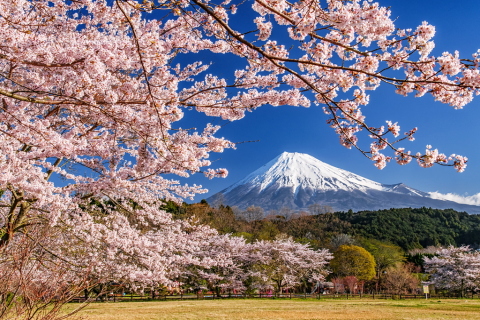山里の公園に咲き誇る桜
