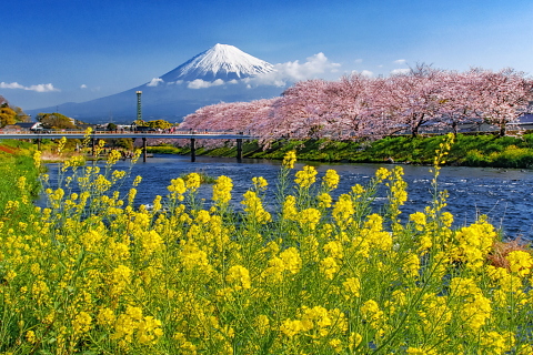 川沿いに咲き誇る菜の花と桜越しに富士山