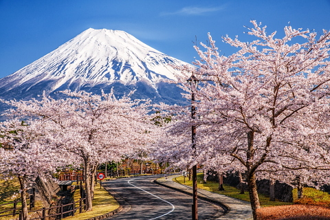 高原の墓園からの富士山と桜