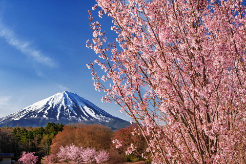 北麓高原からの桜と富士山風景