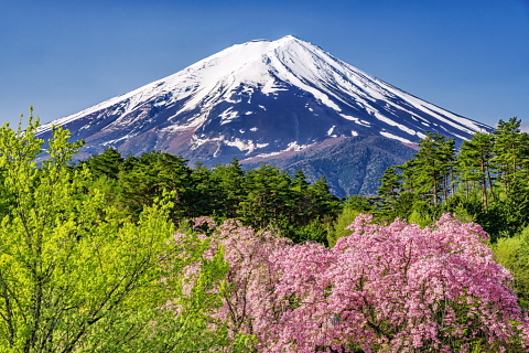 新緑と遅咲き桜越しの富士