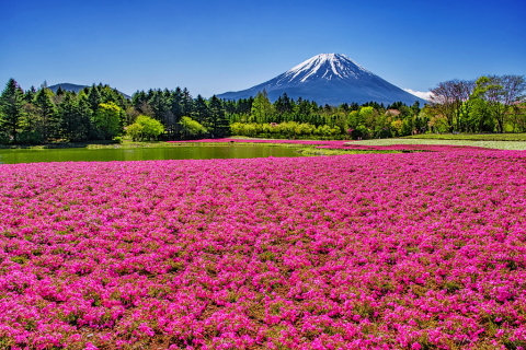 見頃の芝桜と富士山＠富士芝桜まつり！