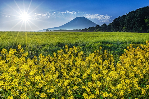 高原に咲く菜の花と富士山