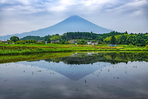 小雨模様なららも姿見せる