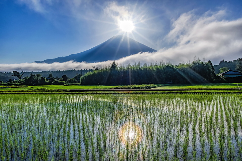 雲流れる水田からの富士山と朝日
