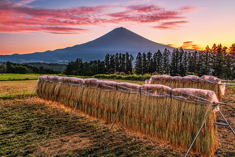 稲干しと早朝の富士山