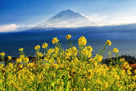 里に咲くの菜の花と春霞に浮かぶ富士山