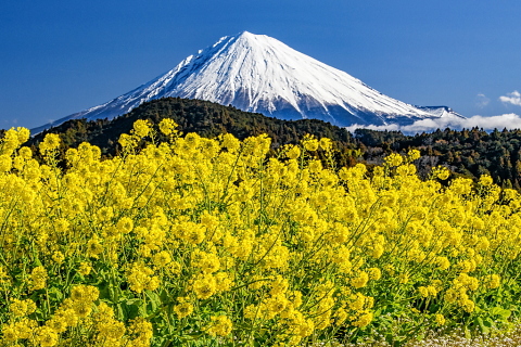 山里に咲き誇る菜の花越しの富士山