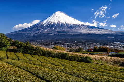 丘の茶畑からの雪たっぷり富士山