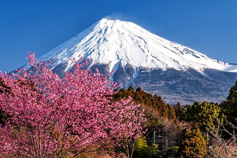 山里に咲く早咲き桜越しの富士山