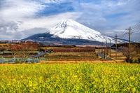菜の花咲く高原で姿見せた富士山