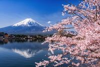 河口湖畔に咲く桜越しの富士山