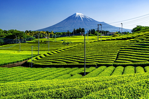 美しい新茶の畝