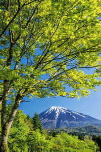 美しい新緑越しの富士山