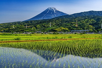 のどかな田園地帯からの水田に映る富士山