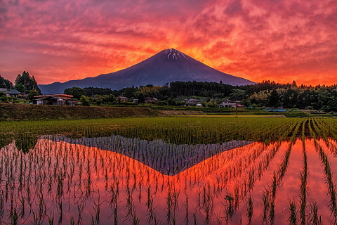 水田に映る見応えある朝焼け富士｜富士旬景