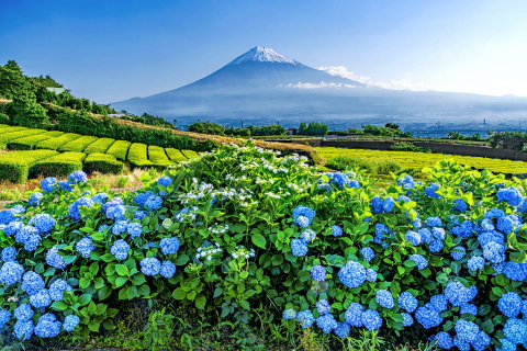 丘に咲き誇る紫陽花と冠雪富士