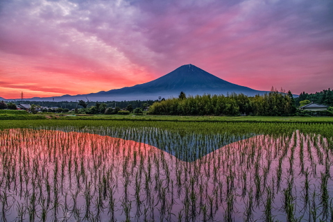 夜明けの水田からの富士と色付く空