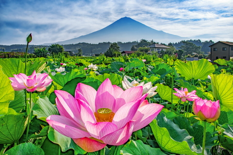 咲き誇る蓮越しの富士山