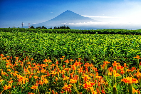茶畑脇に咲く花越しの富士