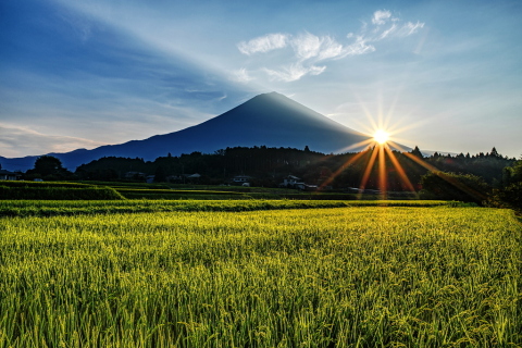 色付き始めた稲穂と日の出の富士山